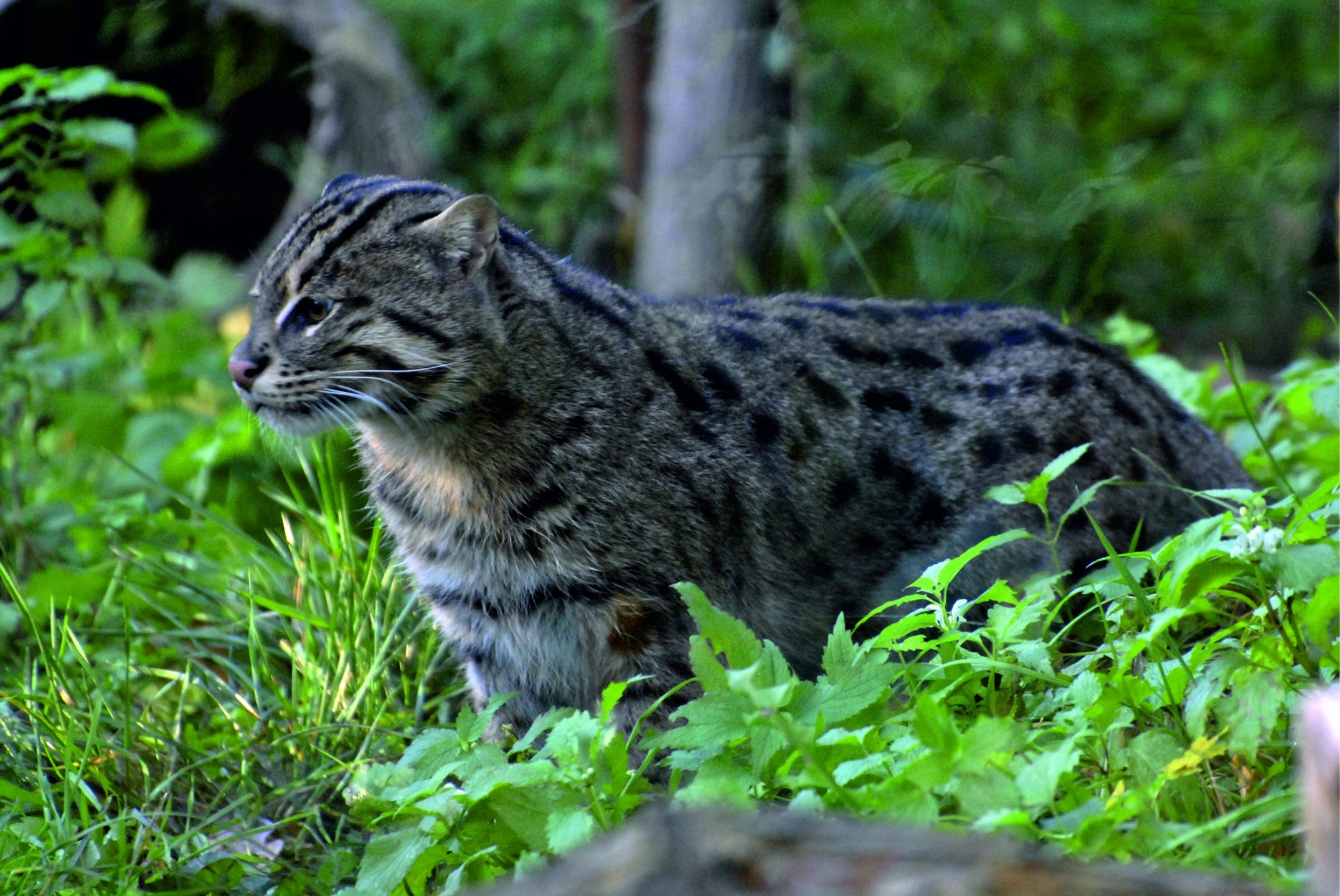 Taraj