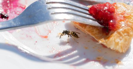 Są bardzo natrętne i łatwo je połknąć. Restauratorzy mają swoje triki, by odstraszyć osy