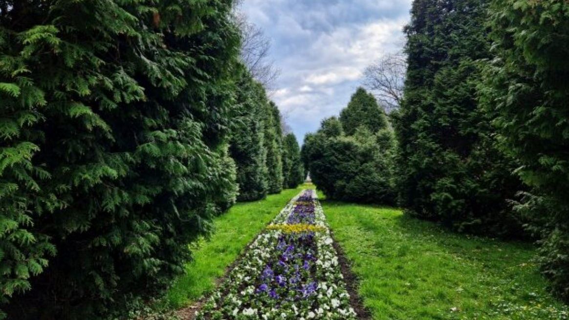Żywotniki na białostockich Plantach zostaną wycięte