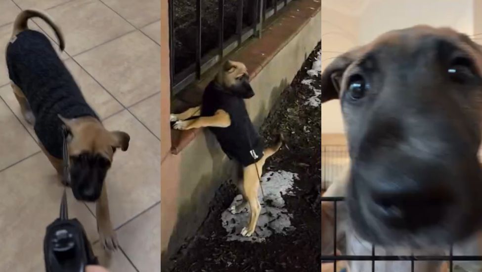 Suczka Malwiny Wędzikowskiej