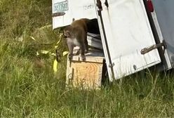 Małpy uciekły z transportu w USA. Policja: zwierzęta były agresywne