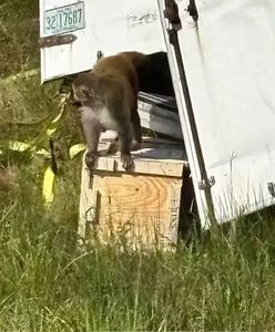 Małpy uciekły z transportu w USA. Policja: zwierzęta były agresywne
