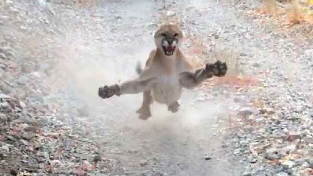 Puma chciała zaatakować mężczyznę