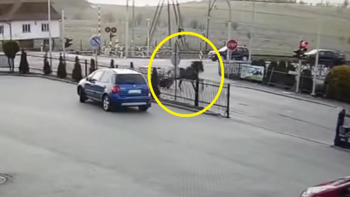  W Szaflarach na Zakopiance zaprzęgnięty do wozu koń szaleńczo pędził przez ruchliwe skrzyżowanie.  