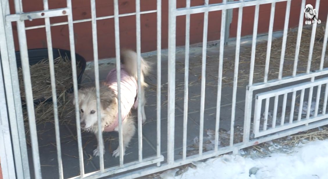 Odwiedziliśmy schronisko w Celestynowie