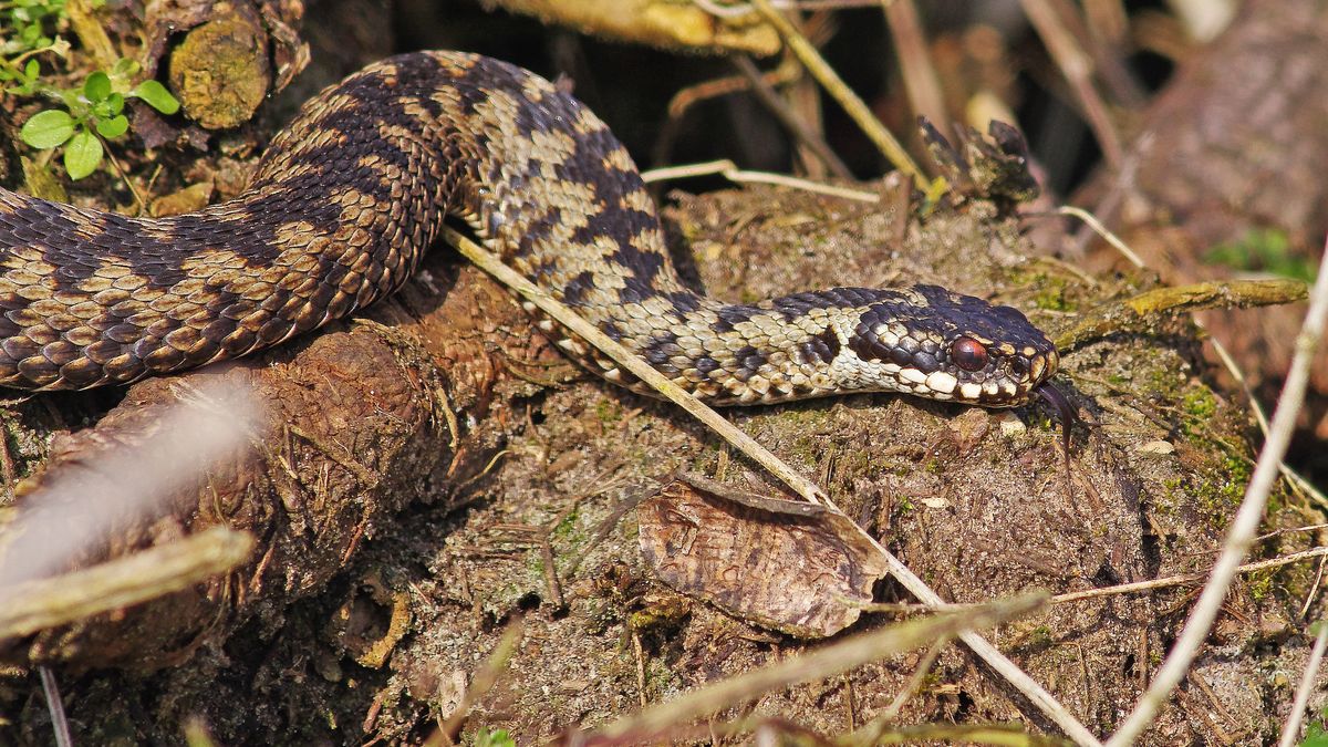 Żmija zygzakowata (Vipera berus)