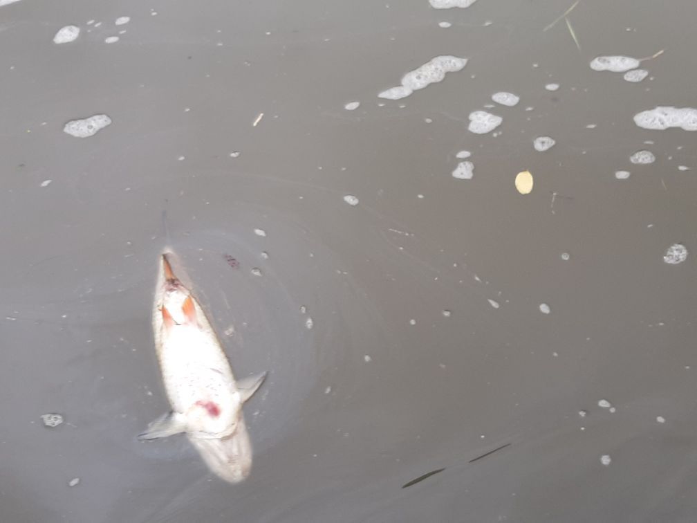 Śnięte ryby pojawiły się na Odrze