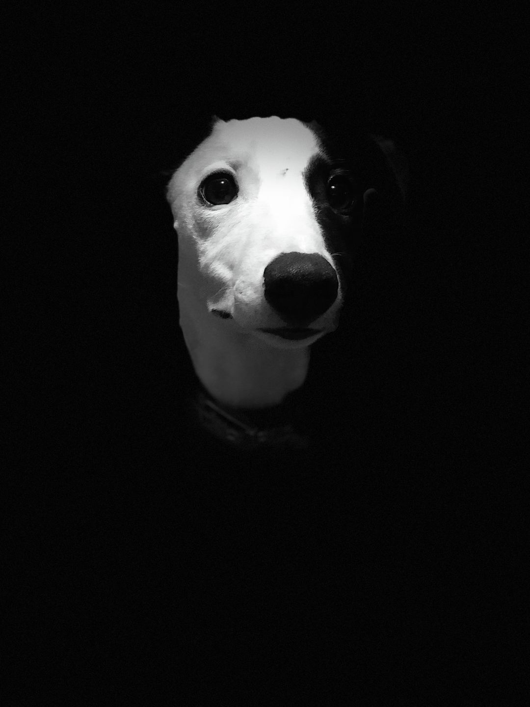 Najpiękniejsze zdjęcia psów w konkursie Dog Photographer of the Year 2018 21