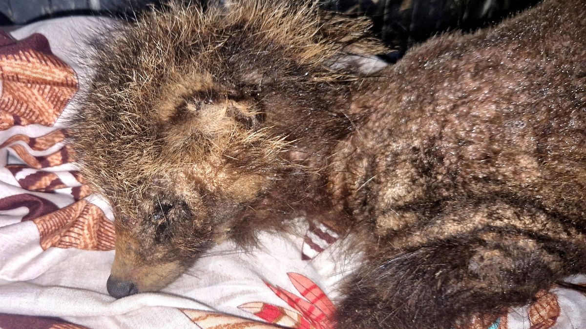 Jenot, który trafił do Stowarzyszenia Leśne Przytulisko
