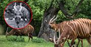 Warszawskie zoo żegna Helę. Najstarsza samica antylopy bongo nie żyje