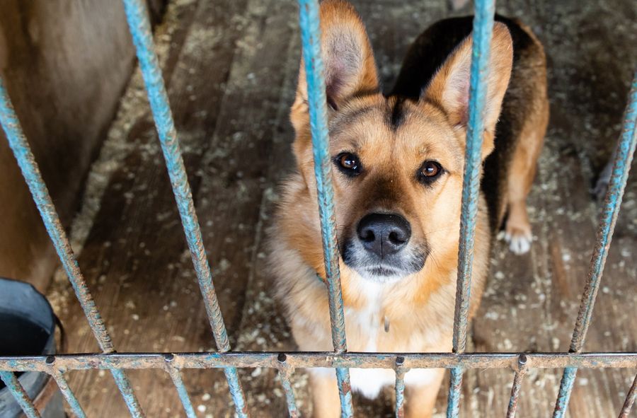 Rolnicy z Korei Południowej protestują przeciwko zakazowi jedzenia psiego mięsa