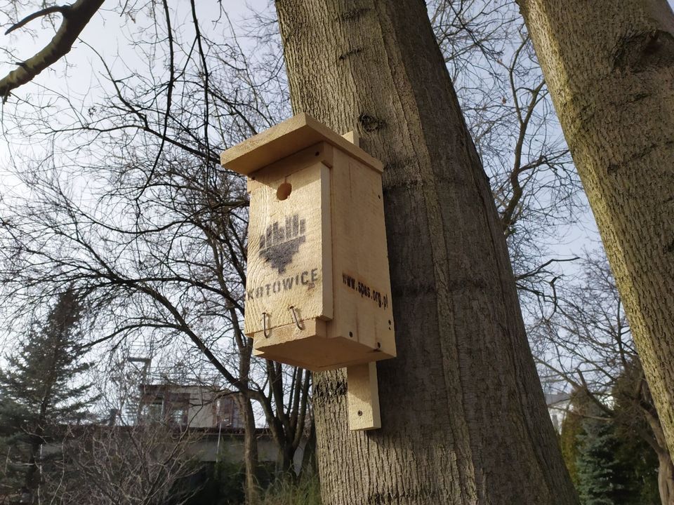 Katowice. Pomogą ptakom. W mieście zawiśnie 90 budek lęgowych