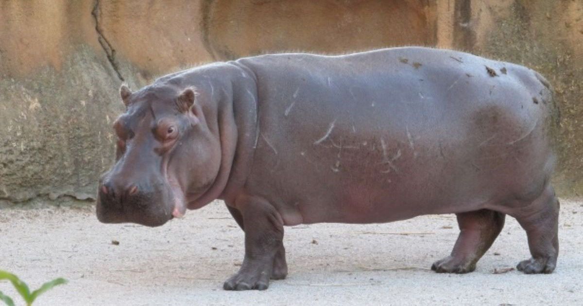 Hipopotam prawie go zabił. Historia, która mrozi krew