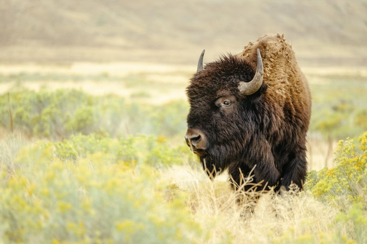 Bieszczady. Żubry zostaną zastrzelone. Powodem jest choroba