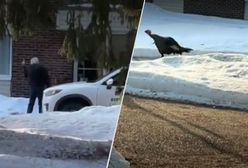 Agresywny indyk sparaliżował kanadyjskie miasteczko. Jest nagranie z ataku