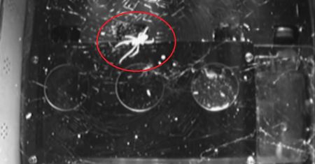 Wyjątkowi goście na ISS. Dla niektórych ich obecność mogła być przerażająca