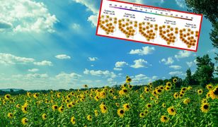 Nowa prognoza na lato. Synoptycy pokazali mapy