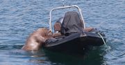 Mors Wally "terroryzuje" brytyjskie wybrzeże. Zwierzę zatapia jachty