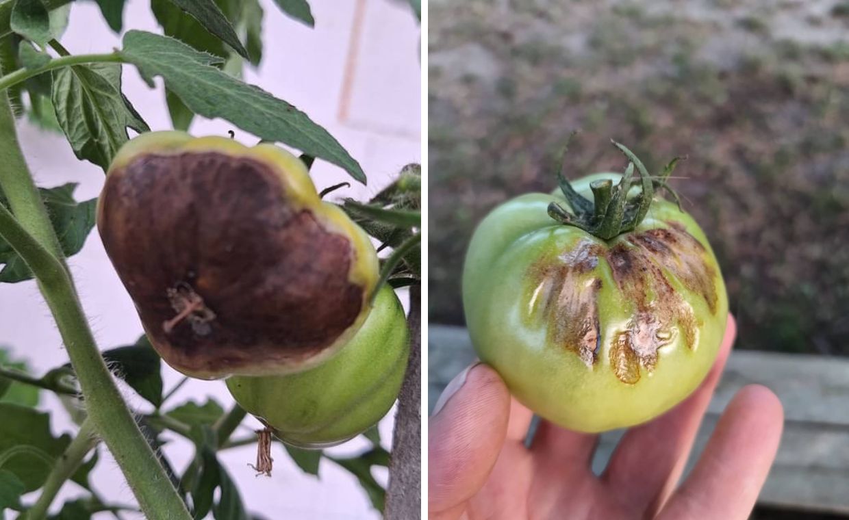 Zaraza na pomidorach
