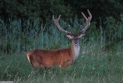 Chwile grozy w Zakopanem. Jeleń zaatakował mężczyznę