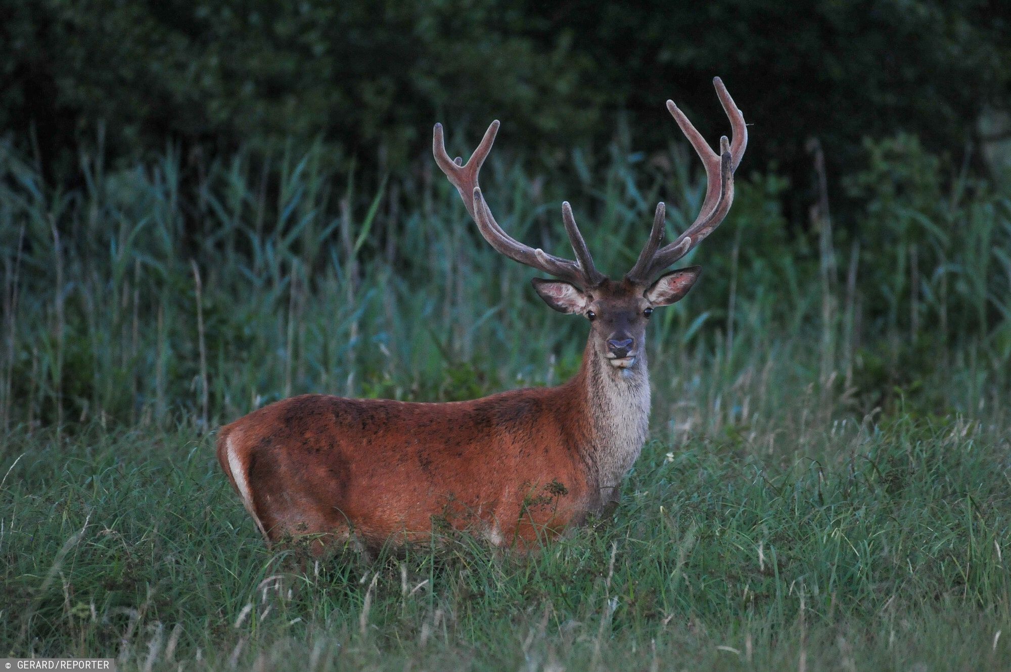 Reporter baza 2020-06-d
05.07.2019 Lasy w okolicach Slupska N/z Jelen szlachetny (Cervus elaphus) Fot. Gerard/REPORTER
Gerard/Reporter