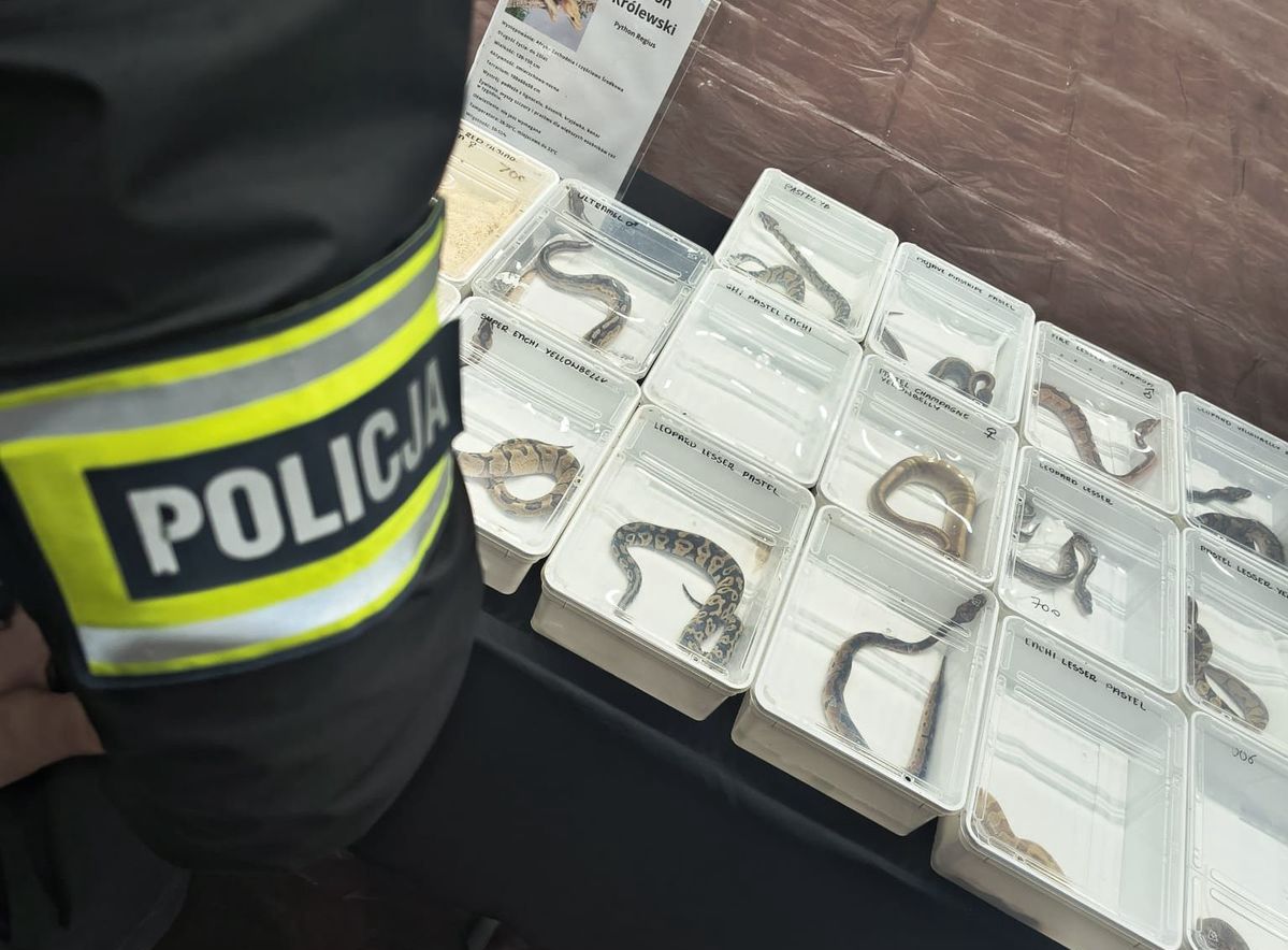 Lublin. Policja zatrzymała nielegalny handel egzotycznymi zwierzętami na targach
