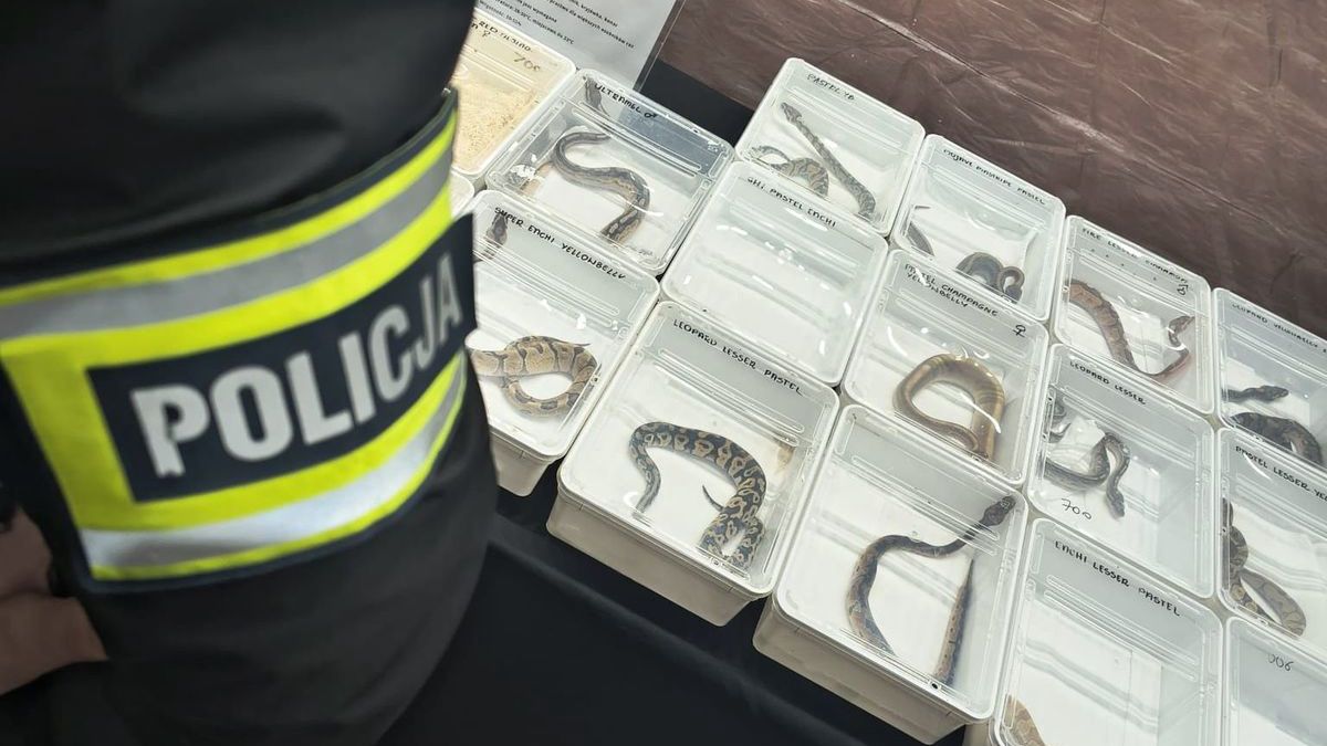 Funkcjonariusze ujawnili nielegalny handel chronionymi gatunkami
