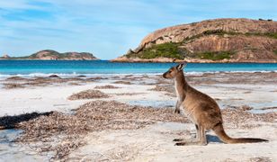 Australijczycy mają ich dość. Turystów z Europy zachwycają