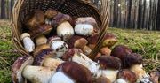 Jesienne grzyby. Znajdziesz je w polskim lesie