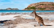 Australijczycy mają ich dość. Turystów z Europy zachwycają