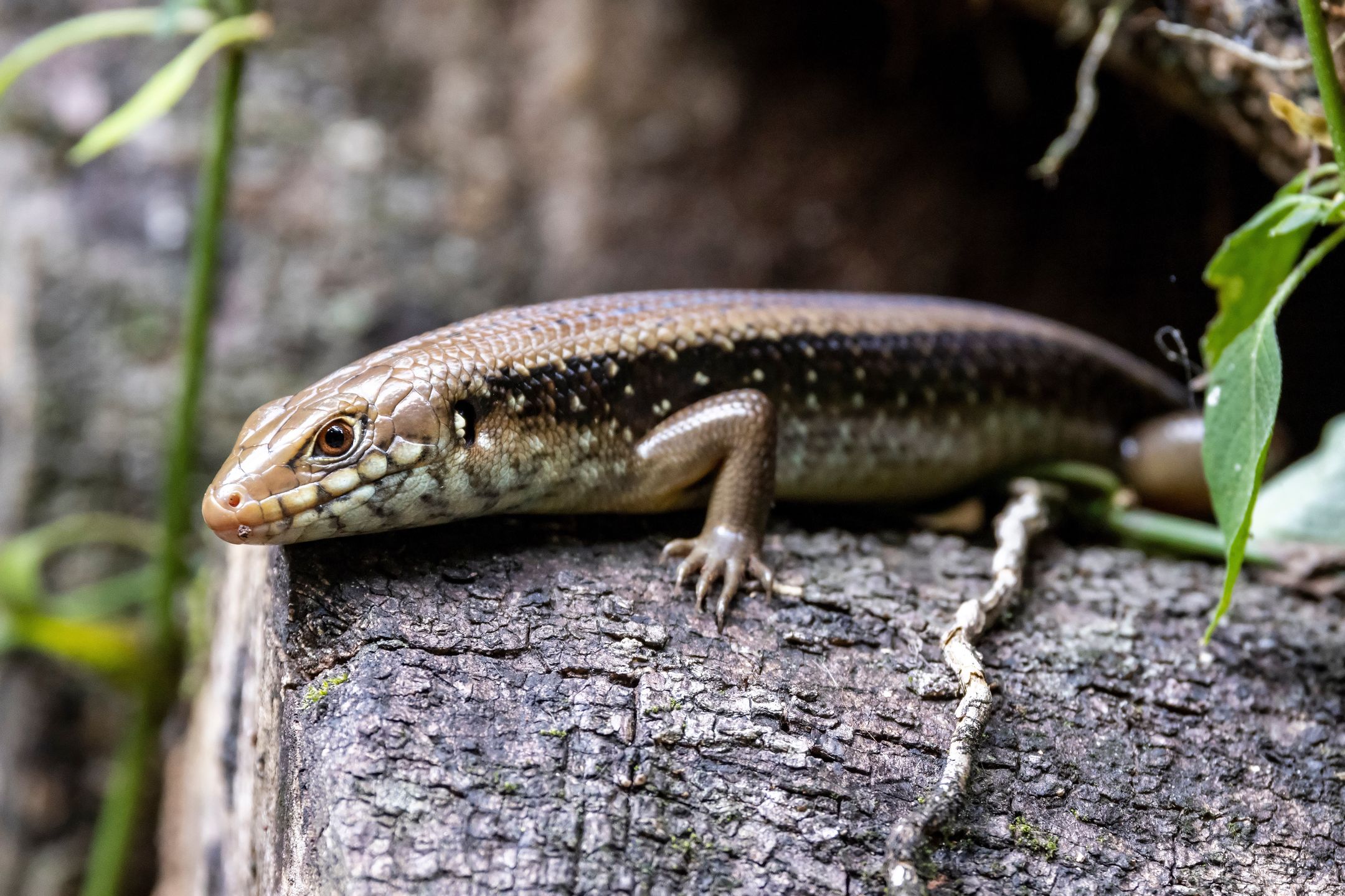Australijska scynka (Bellatorias frerei), która jest odporna