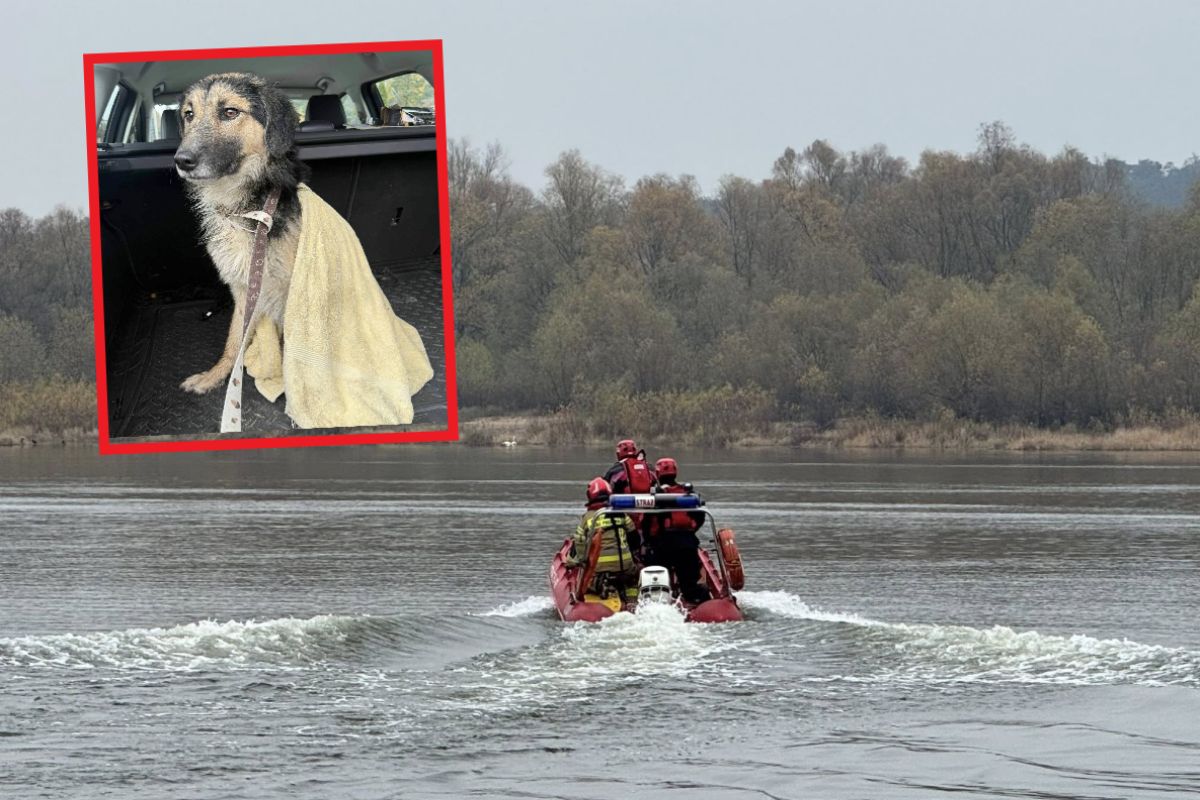Dramatyczne sceny nad Wisłą. Musieli ratować psa. "To prawdziwy cud"