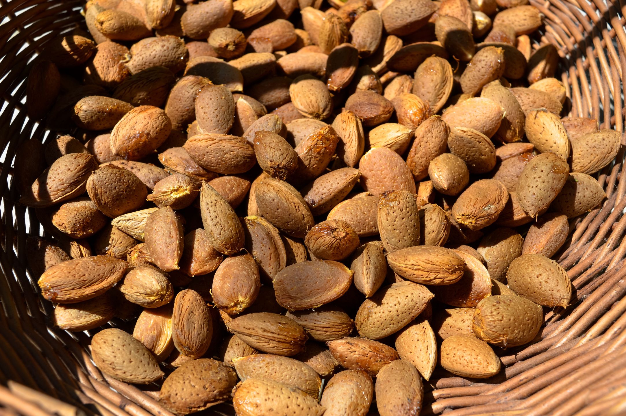 Freshly harvested almonds in a basket
Dalmatia, almonds, background, basket, diet, food, fresh, harvest, harvested, healthy, healthy snack, natural, organic, peeled, pile, raw, shell, vegan, almonds, basket, harvest, dalmatia, shell, organic, food, fresh, pile, harvested, background, healthy, healthy snack, natural, peeled, diet, raw, vegan