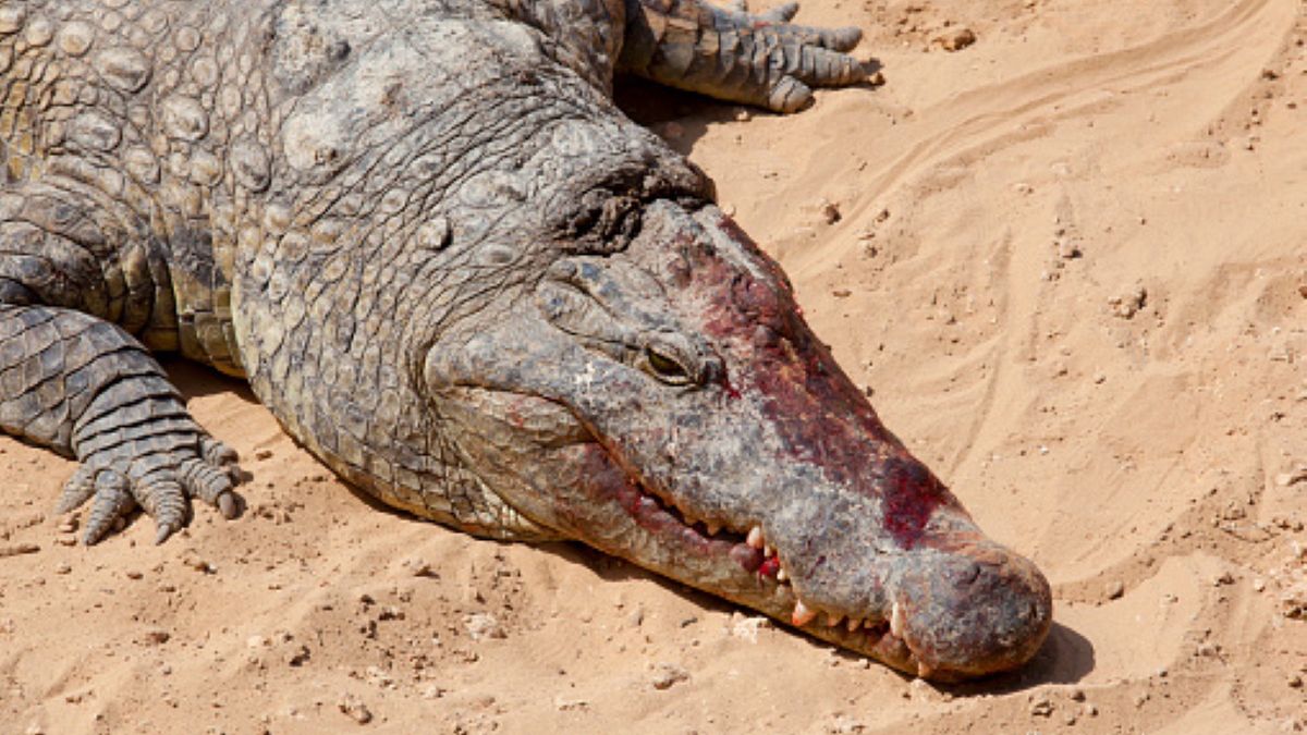 Maria Sari właśnie robiła pranie w rzece, kiedy została zaatakowana przez wielkiego krokodyla 