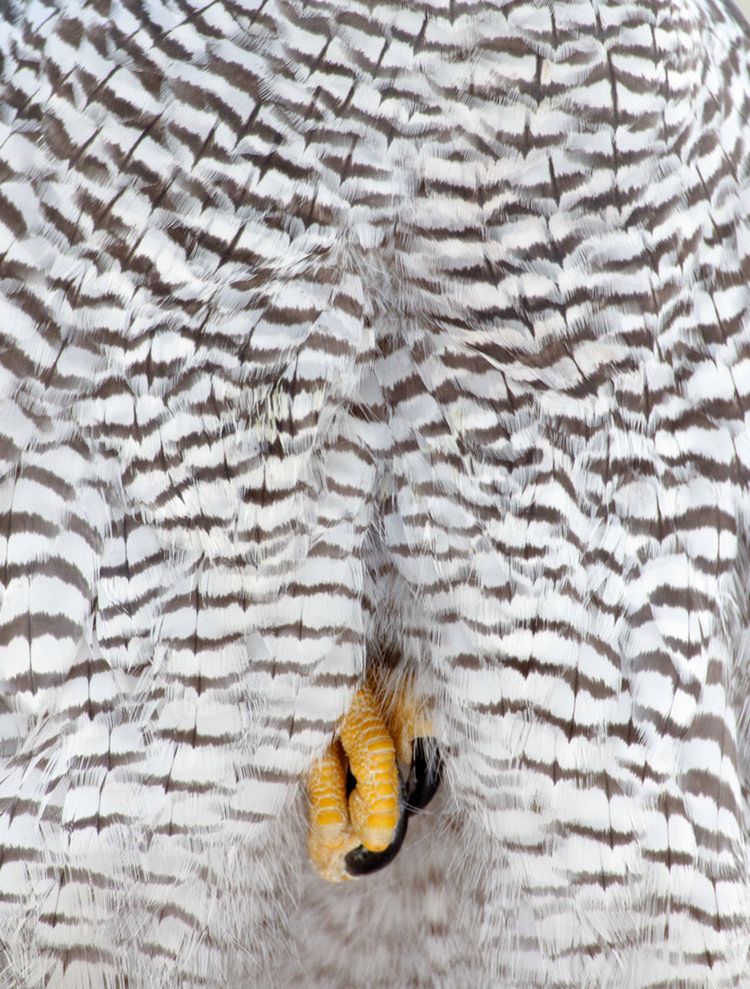 Bird Photography of the Year 2019: piękno ptaków w najlepszym wydaniu 3