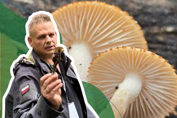 Grzyboznawca podkreśla, że jest ekstremalnie rzadki. Pojawił się Polsce po 126 latach