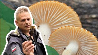 Grzyboznawca podkreśla, że jest ekstremalnie rzadki. Pojawił się Polsce po 126 latach