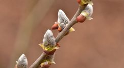 Pierwsze zwiastuny wiosny. Leśnicy z Bieszczad i ich zachwycające odkrycia