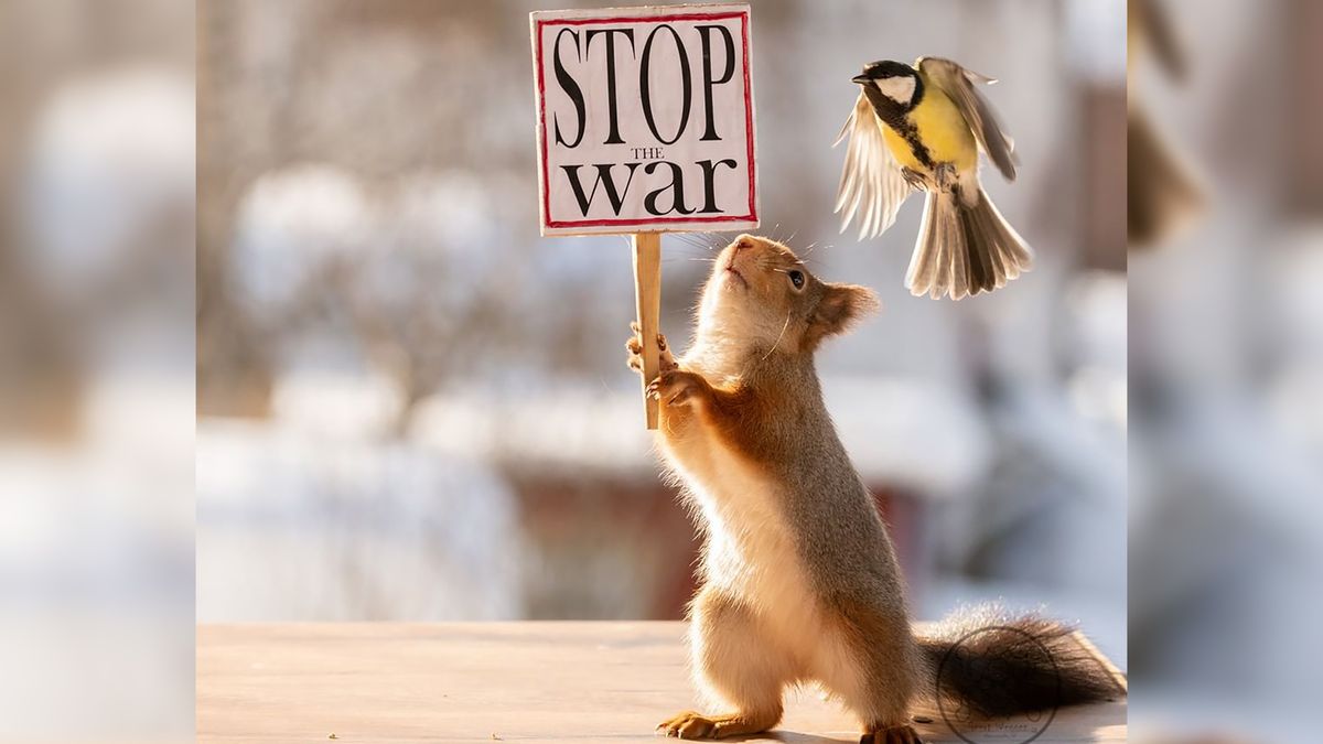Każdy pokazuje sprzeciw jak może. Fotograf pokazał protestujące wiewiórki 1