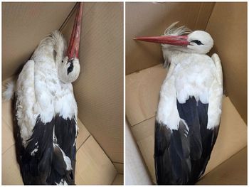 Miały ogromne szczęście. Zgłoszenie jedno za drugim