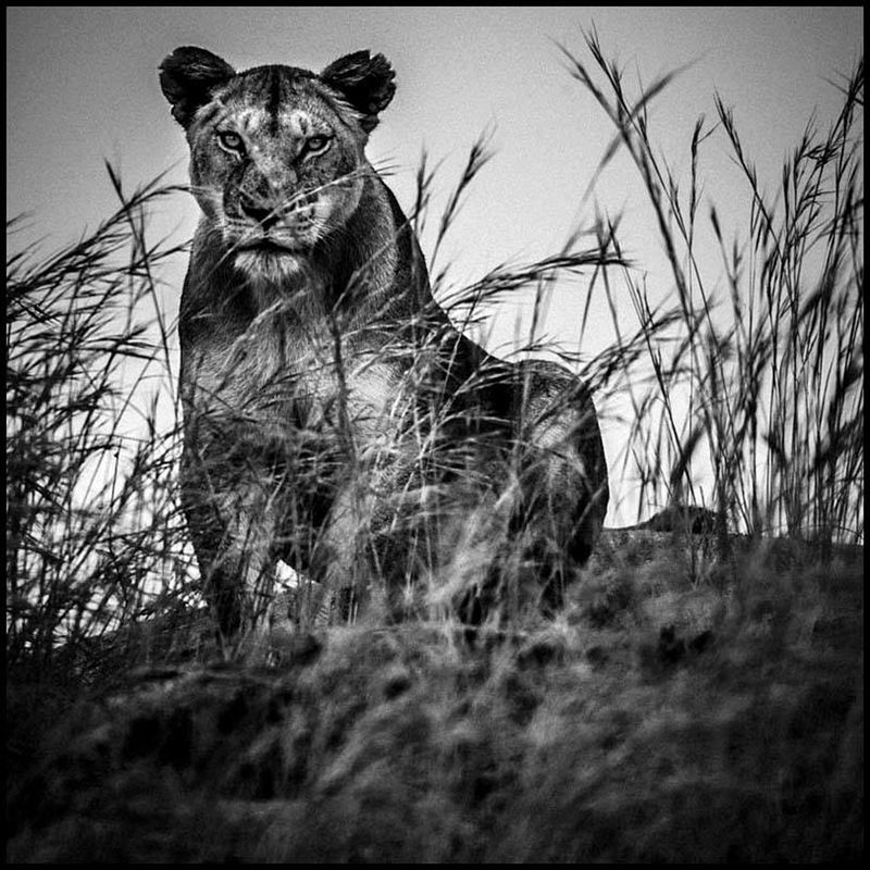 Laurent Baheux ujął charakter Afryki w czarno-białych portretach zwierząt 14