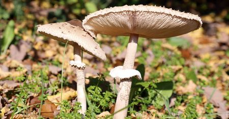 Tak odróżnisz kanię od muchomora. Oto najlepszy patent