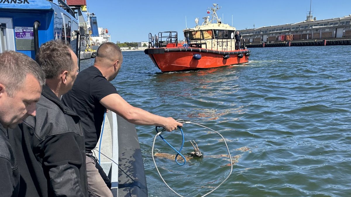 Ekipa Pioruna spisała się na medal 
