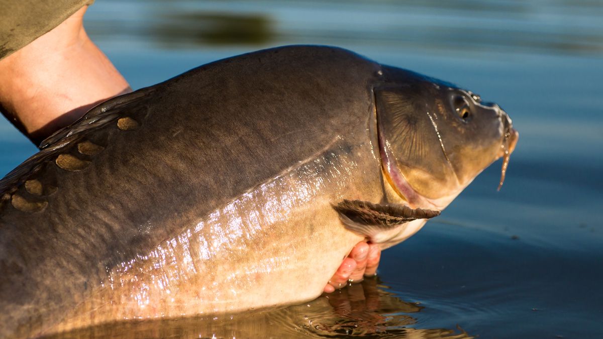 Karp podrożał o prawie 30 proc. 