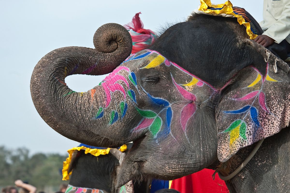 Słonie przechodzą niewyobrażalny stres, kiedy biorą udział w indyjskich festiwalach, a to może doprowadzić do agresywnego zachowania