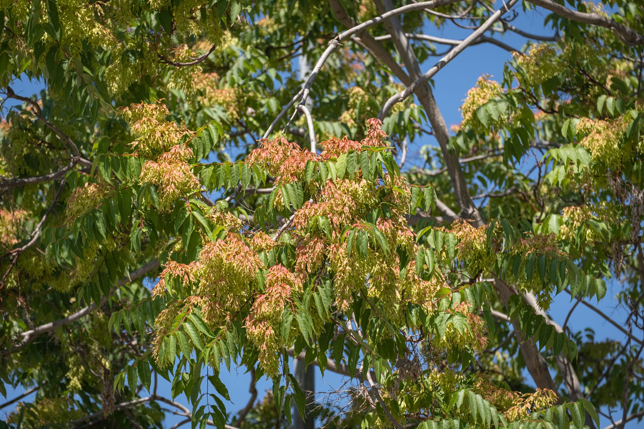 Ailanthus altissima