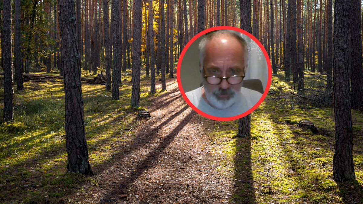 Co z kurkami w polskich lasach? Ekspert zabrał głos.