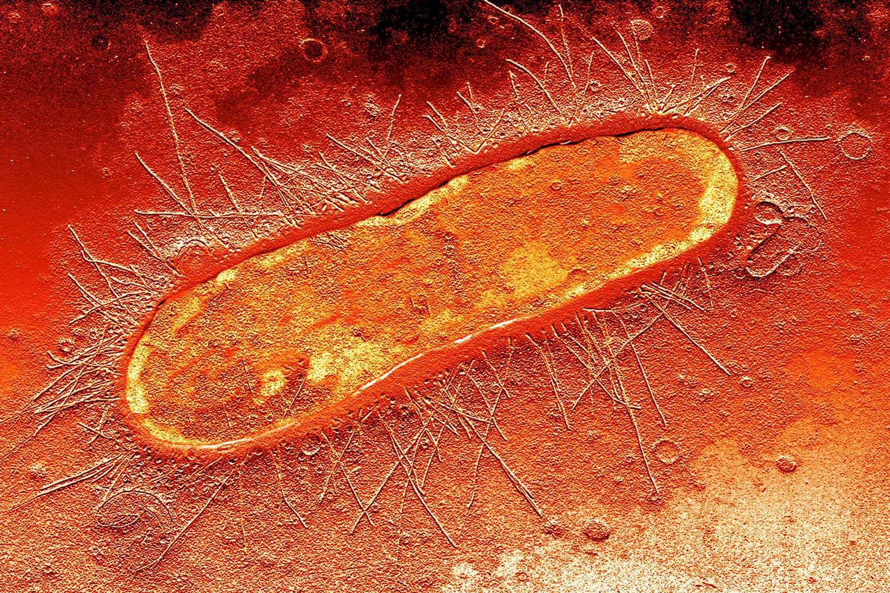 Pałeczka okrężnicy (łac. Escherichia coli).
