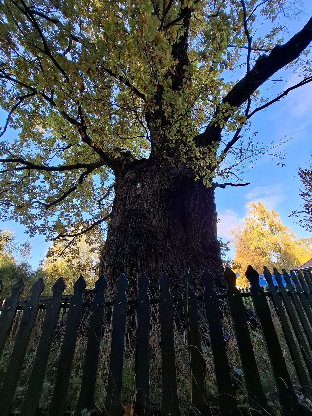 Dąb im. Jana Bażyńskiego w Kadynach - najgrubszy dąb w Polsce