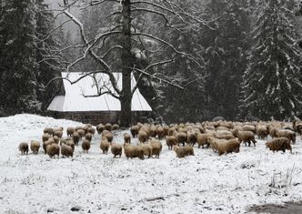 2 mln zł na wypas owiec. Urząd ogłasza konkurs